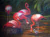 Copy of flamingo_3053-400 (Small).JPG (37921 bytes)